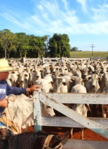 XV Simpósio de Produção e Reprodução Animal reúne grandes nomes da Medicina Veterinária na Unimar,voltado a estudantes, egressos, profissionais e pesquisadores
