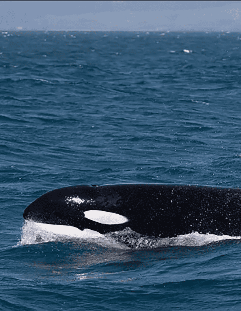 Xixi de baleia pode ajudar a salvar a vida marinha
