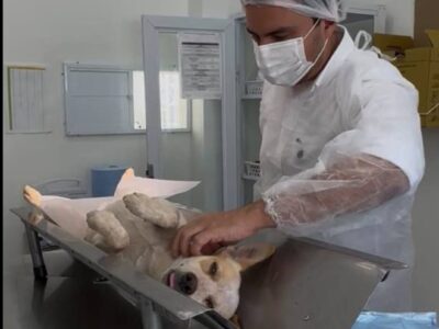 Iniciado programa de castração que reforça cuidado com os animais em Marília. Ao todo serão 70 por mês com vagas destinadas a ONGs e demais protetores