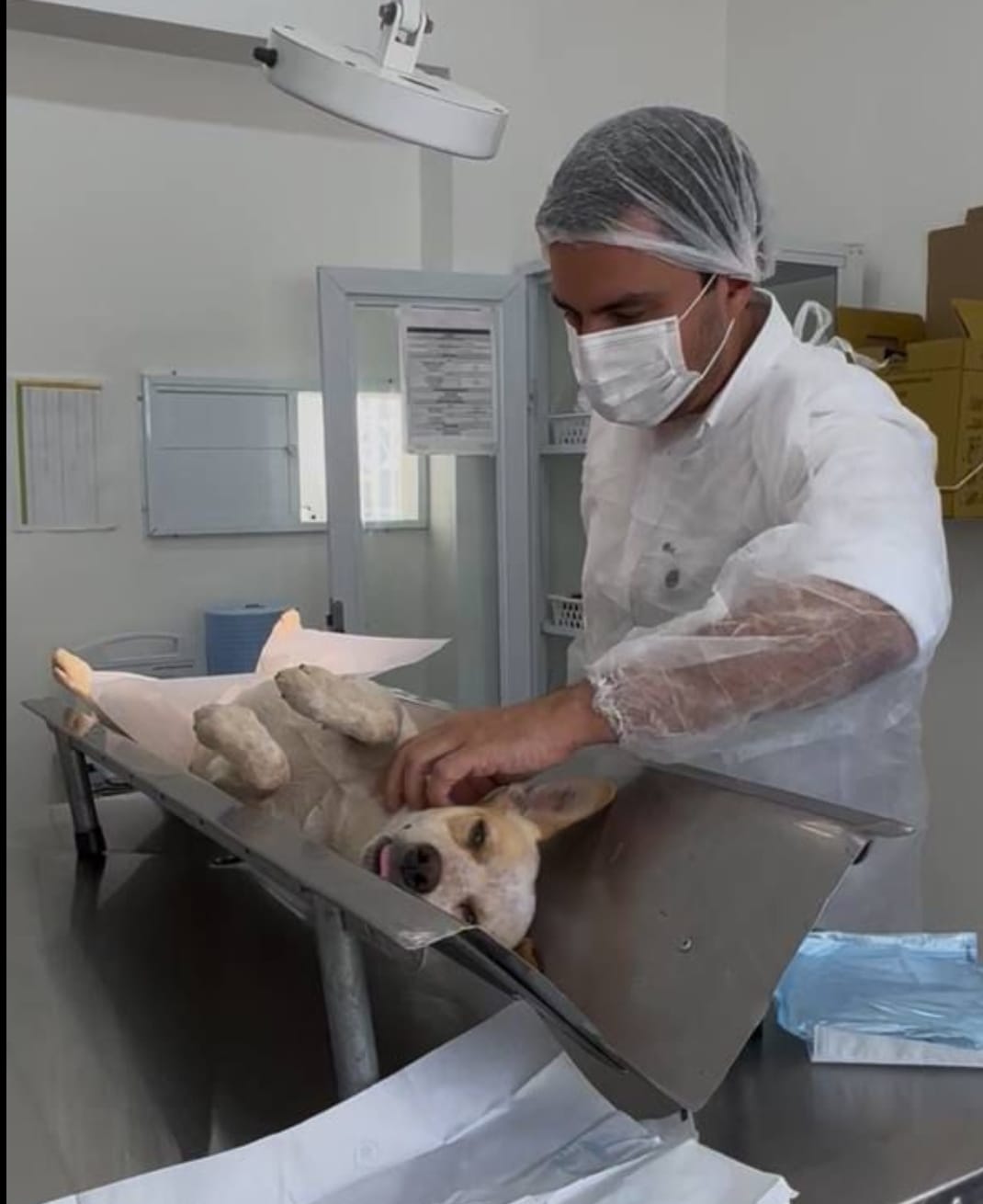 Iniciado programa de castração que reforça cuidado com os animais em Marília. Ao todo serão 70 por mês com vagas destinadas a ONGs e demais protetores