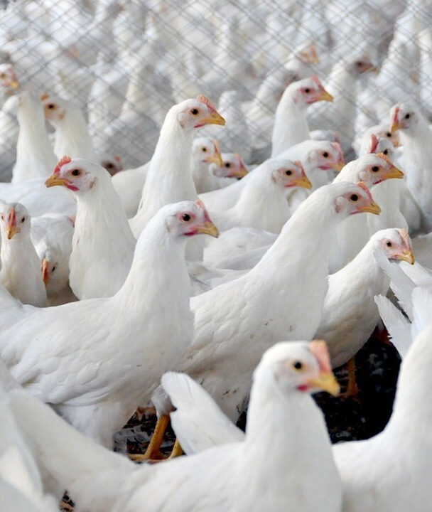 China suspende compra de frango brasileiro