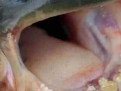 BIZARRO: Peixe com dentes de humano conhecido por atacar nadadores é encontrado