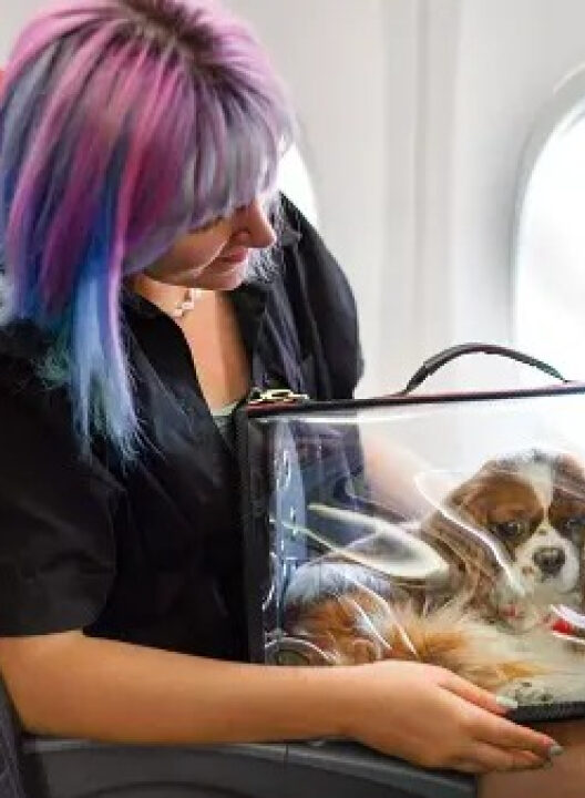 STJ autoriza recusa de ‘animais de suporte emocional’ em aviões