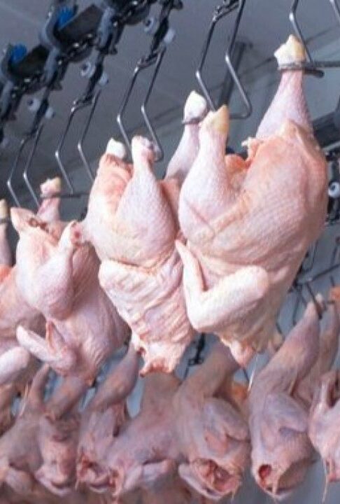 Gripe aviária pode encalhar uma montanha de carne no Brasil