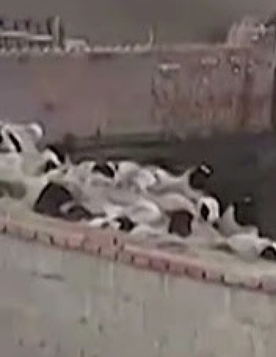 Milagre no campo: Ovelhas se juntam durante tornado e escapam sem danos; VEJA VÍDEO