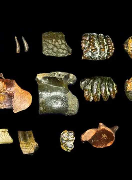 Das cavernas ao oceano: fóssil humano ancestral é achado submerso após 140 mil anos