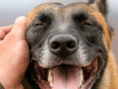 Empresa chinesa quer usar IA para traduzir o que os animais “falam”