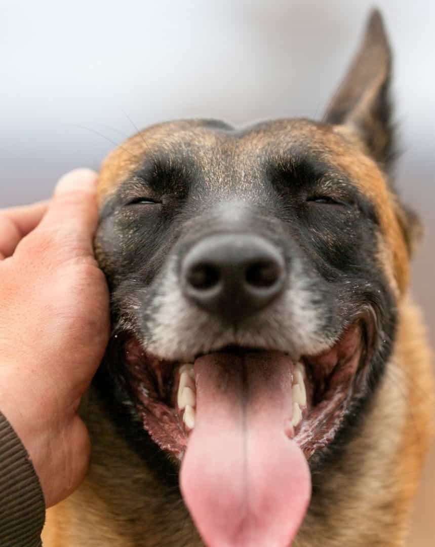 Empresa chinesa quer usar IA para traduzir o que os animais “falam”