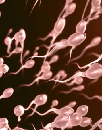 Startup promove a primeira corrida de espermatozoides do mundo
