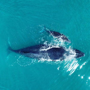 Temporada de Jubartes em Prado-BA: um espetáculo da natureza à vista.Programe-se para essaexperiência única