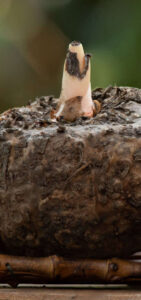 Conheça o glucomanano, considerado o “Ozempic natural” para emagrecer