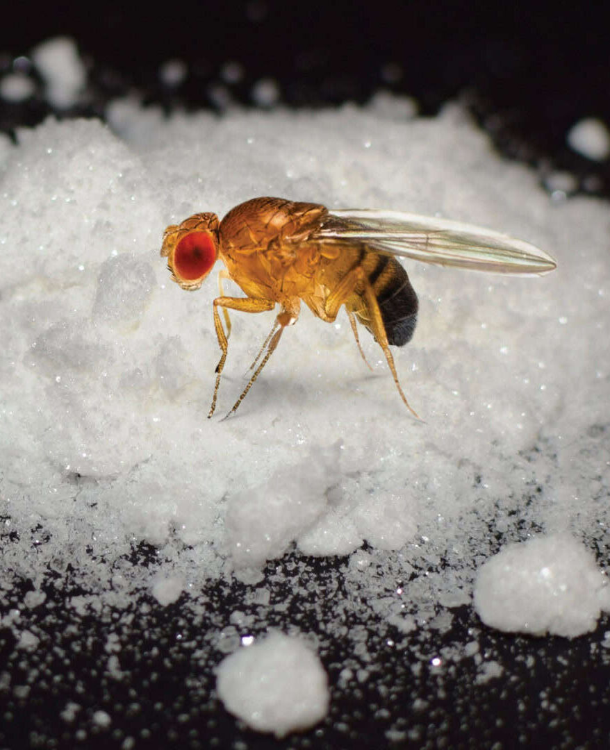 Moscas odeiam cocaína, mas podem ajudar no tratamento do vício
