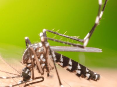 7 dicas da ciência para afastar mosquitos, incluindo o Aedes aegypti da dengue