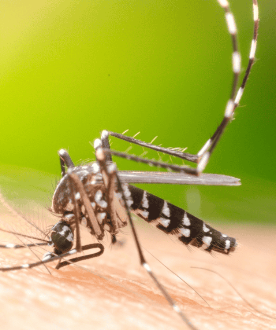 7 dicas da ciência para afastar mosquitos, incluindo o Aedes aegypti da dengue