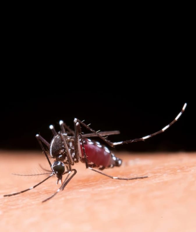 Dengue faz a 25ª vítima fatal em Marília durante apenas 5 meses. Média de cinco óbitos por mês este ano. População precisa ajudar