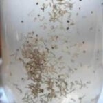 Dengue faz sua 27ª vítima este ano em Marília. Descaso da população registra uma média acima de cinco mortes por mês somente este ano na cidade