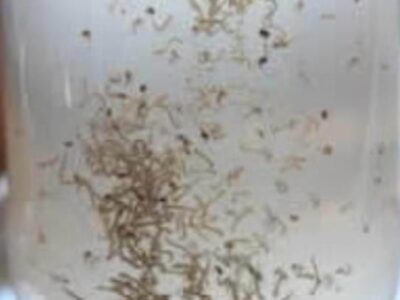 Dengue faz sua 27ª vítima este ano em Marília. Descaso da população registra uma média acima de cinco mortes por mês somente este ano na cidade