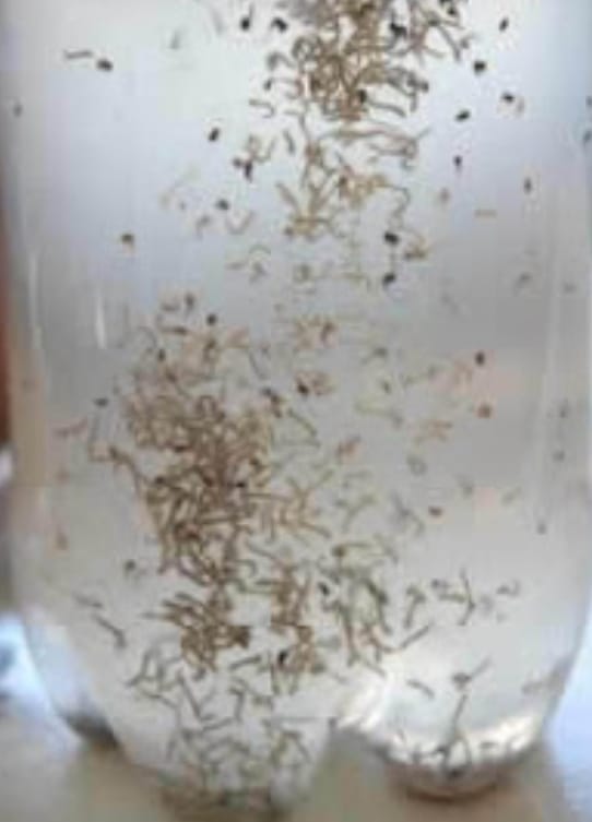 Dengue faz sua 27ª vítima este ano em Marília. Descaso da população registra uma média acima de cinco mortes por mês somente este ano na cidade