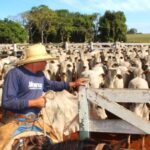 Reta final das inscrições para o Mestrado Profissional em Saúde Animal, Produção e Ambiente da Unimar. Se inscreva por aqui