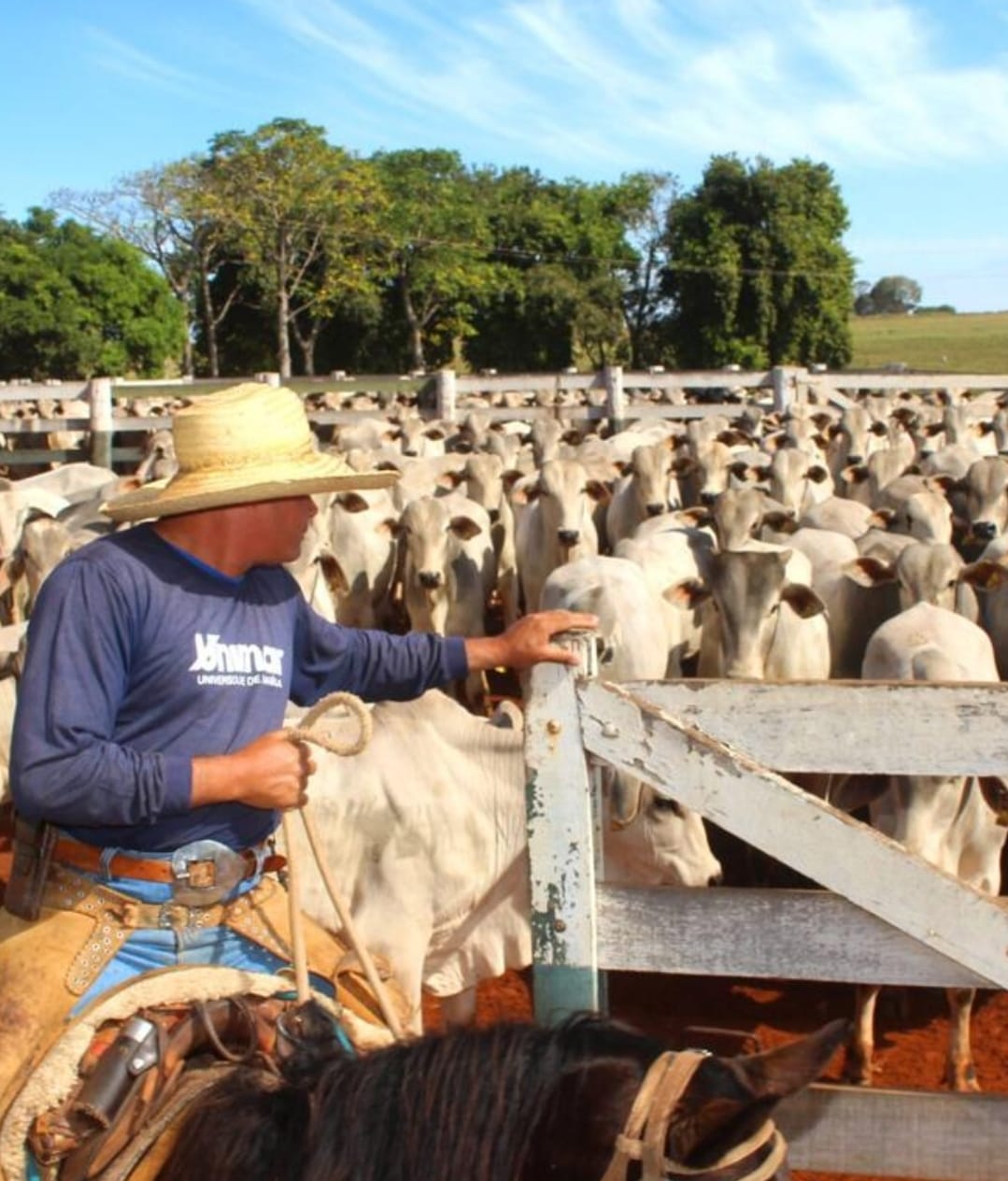Reta final das inscrições para o Mestrado Profissional em Saúde Animal, Produção e Ambiente da Unimar. Se inscreva por aqui