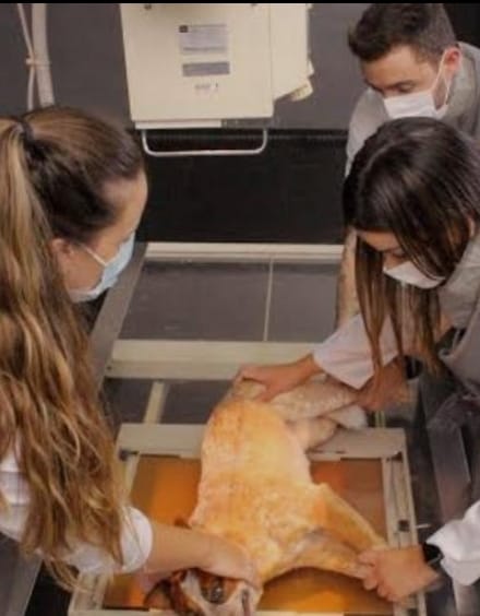 Medicina Veterinária da Unimar: 38 anos de tradição, excelência e compromisso com a formação humanizada de seus alunos