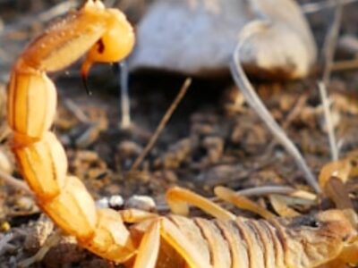 Casos de picada de escorpião aumentaram 150% e devem chegar a 2 milhões. Veja alerta do Albert Einstein e como agir