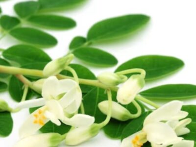 Novidade: conheça a Moringa Oleifera, planta poderosa que protege o fígado, imunidade e intestino. Um superalimento