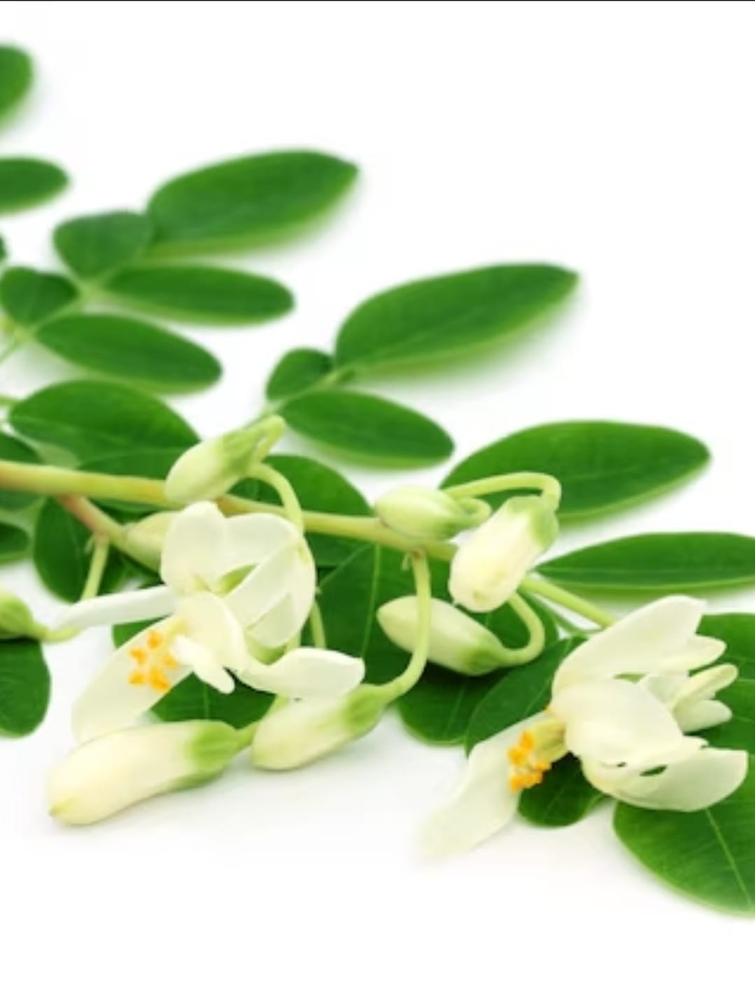 Novidade: conheça a Moringa Oleifera, planta poderosa que protege o fígado, imunidade e intestino. Um superalimento