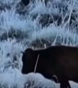 FRIO INTENSO: Cidade de Santa Catarina registra a menor temperatura do ano com -6ºC; VEJA VÍDEO