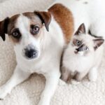 6 plantas perigosas para pets que você pode ter em casa sem saber
