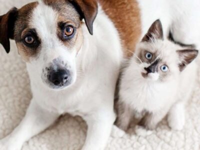 6 plantas perigosas para pets que você pode ter em casa sem saber