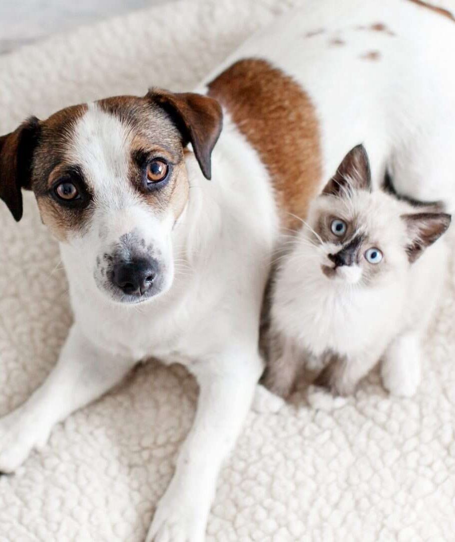 6 plantas perigosas para pets que você pode ter em casa sem saber