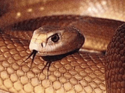 O que fazer ao ser picado por aranha, escorpião ou cobra? Veja os primeiros-socorros