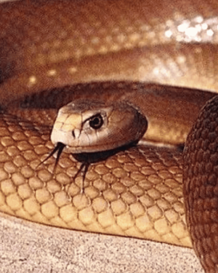 O que fazer ao ser picado por aranha, escorpião ou cobra? Veja os primeiros-socorros