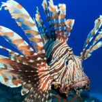 Peixe invasor venenoso com 18 espinhos é encontrado na Bahia