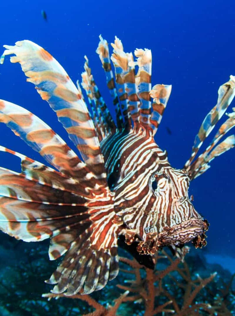 Peixe invasor venenoso com 18 espinhos é encontrado na Bahia