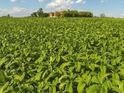 Renda por hectare do tabaco chega a ser 700% maior que a dos grãos. Veja os números comparados a outras culturas