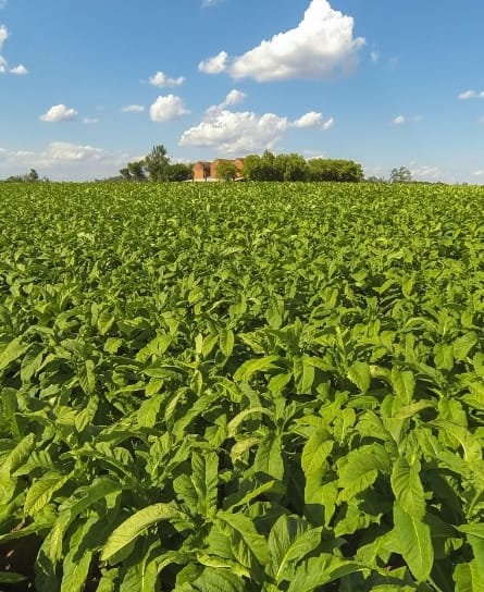 Renda por hectare do tabaco chega a ser 700% maior que a dos grãos. Veja os números comparados a outras culturas