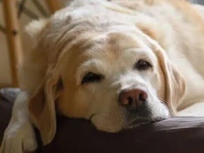 Você é a (o) favorita (o) do seu cachorro? Entenda como ele escolhe o ‘líder’ da sua casa. Veja com especialistas