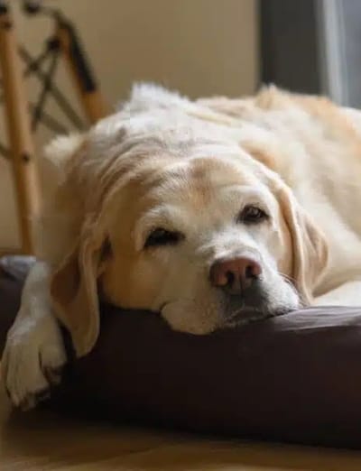 Você é a (o) favorita (o) do seu cachorro? Entenda como ele escolhe o ‘líder’ da sua casa. Veja com especialistas
