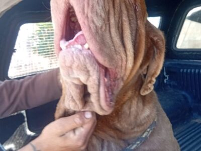 Conscientização: Marília intensifica ações de vigilância e controle contra maus-tratos de animais. Objetivo é alertar sobre grande números de casos na cidade