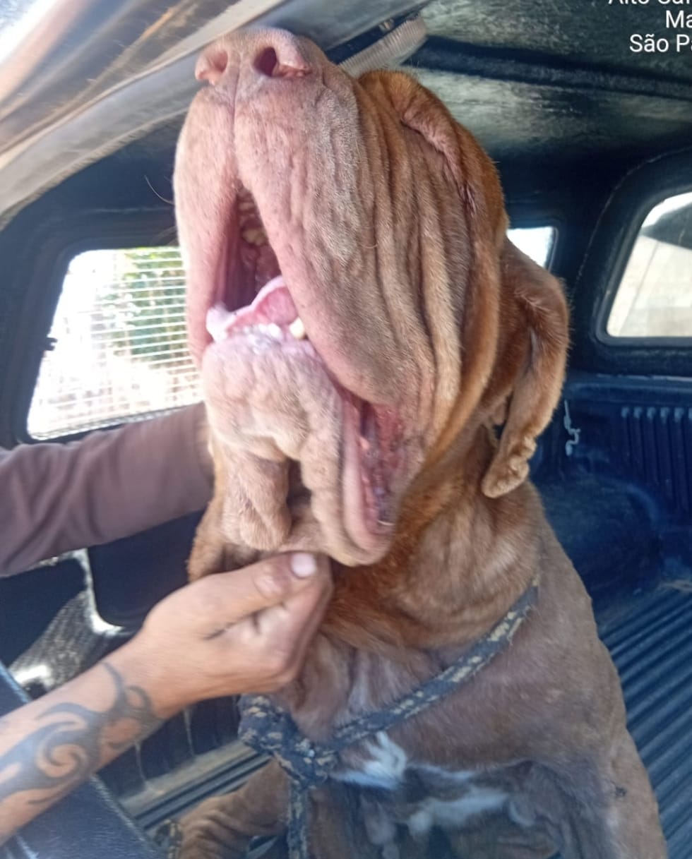 Conscientização: Marília intensifica ações de vigilância e controle contra maus-tratos de animais. Objetivo é alertar sobre grande números de casos na cidade