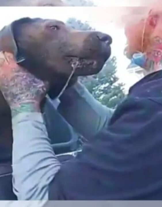 HERÓI: Delegado salva cachorro preso em carro que estava pegando fogo; VEJA VÍDEO