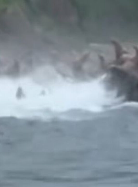 IMAGENS IMPRESSIONANTES mostram leões-marinhos fugindo de deslizamento de terra após terremoto; ASSISTA