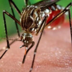 OMS alerta para risco global de surto do vírus chikungunya