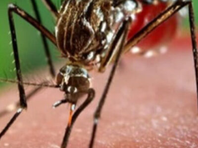 OMS alerta para risco global de surto do vírus chikungunya