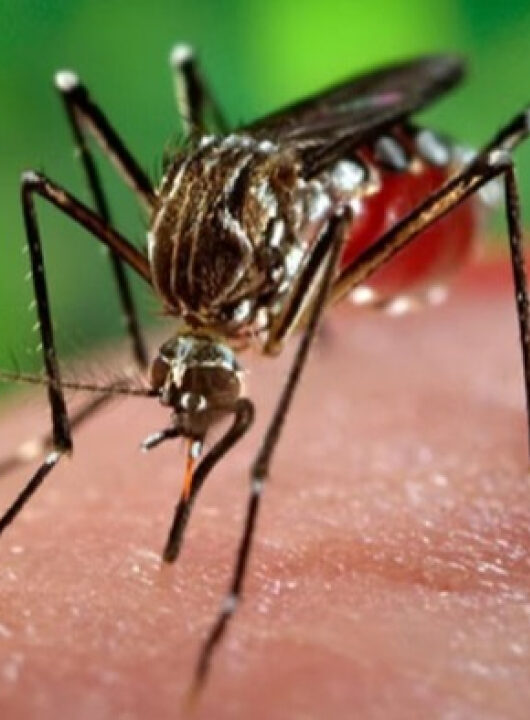 OMS alerta para risco global de surto do vírus chikungunya