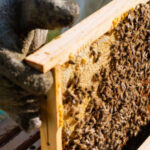 Esse superalimento produzido por abelhas é o sonho de quem busca saúde natura