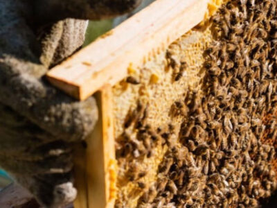 Esse superalimento produzido por abelhas é o sonho de quem busca saúde natura
