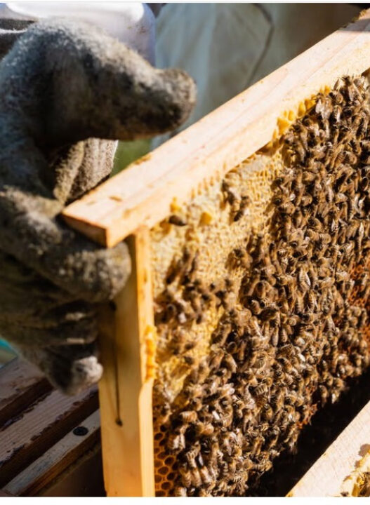 Esse superalimento produzido por abelhas é o sonho de quem busca saúde natura